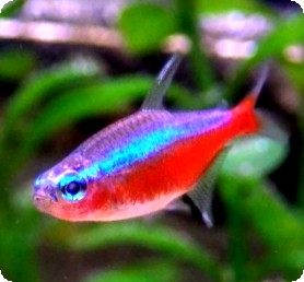 CARDINAL TETRA - QUANTITY OF 12 CARDINAL TETRA - QUANTITY OF 12